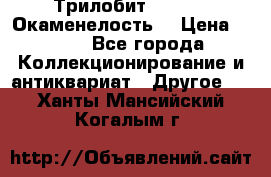 Трилобит Asaphus. Окаменелость. › Цена ­ 300 - Все города Коллекционирование и антиквариат » Другое   . Ханты-Мансийский,Когалым г.
